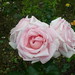 Helen Robinson Photo 26