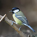 Ed Carr Photo 6