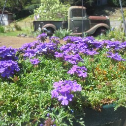 Paula Pursell Photo 3