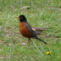 Robin Kuhn Photo 13