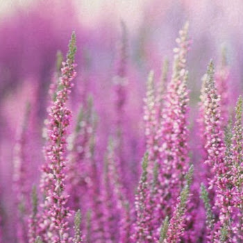 Heather Devries Photo 29