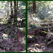Forest Harrison Photo 8