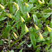 Bruce Leaf Photo 21