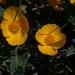 Poppy Bush Photo 5