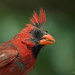 Donald Combs Photo 10