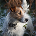 Bruce Fox Photo 23