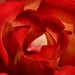 Rose Garrison Photo 17