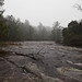 Mark Tribble Photo 26