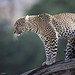 Tony Leopard Photo 17