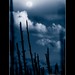 Luz Luna Photo 9