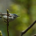 Gray Magee Photo 12