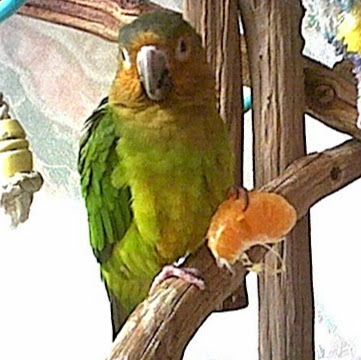 Anthony Simone Photo 3