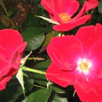 Marie Yoder Photo 8