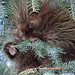Anne Sharp Photo 13
