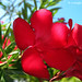 Joy Flowers Photo 19