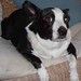 Brandy Foster Photo 39
