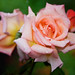 Stanley Rose Photo 30
