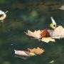 Dawn Coombes Photo 3