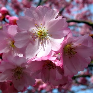 Judy Voss Photo 2
