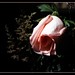 Sheree Rose Photo 18
