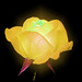 Judy Rose Photo 16