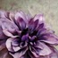 Jana Crabtree Photo 5