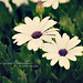 Henry David Photo 40