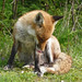Tyler Fox Photo 15