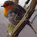 Robin Howlett Photo 11