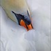 Richard Flora Photo 16