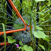 Jeanne Green Photo 22