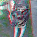 Shepherd Shepherd Photo 13