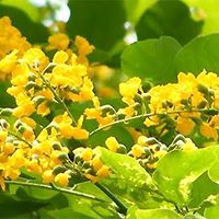 Win Myint Photo 33