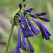 Elaine Flowers Photo 20