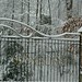 Virginia Gates Photo 19