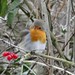 Robin Near Photo 6