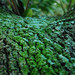 Robert Frost Photo 11