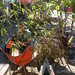 Robin Levitt Photo 12