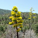 Ralph Plant Photo 5