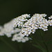 Anne Meadows Photo 6