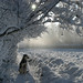 Cindy Snow Photo 20