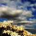 Daisy Carlson Photo 15