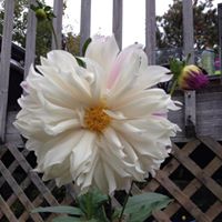 Lisa Butterworth Photo 18