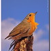 Robin Field Photo 30