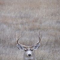 Shelly Stone Photo 44
