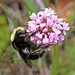 Duane Wilder Photo 12