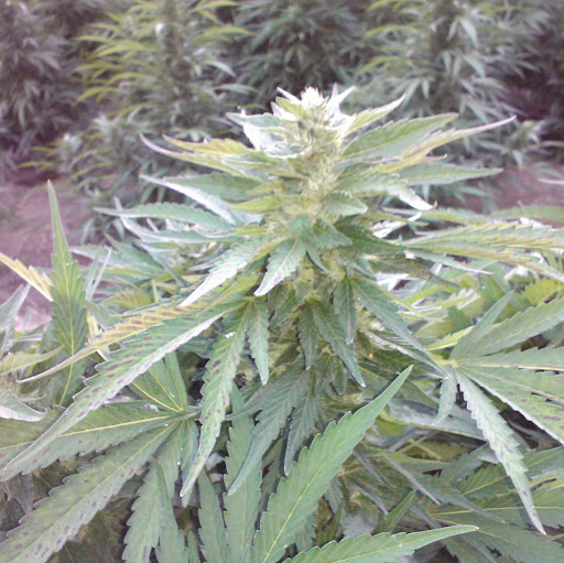 Jim Jones Photo 16