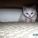 Angelia White Photo 41