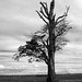 Robert Bracken Photo 16
