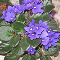 Betty Holmes Photo 7